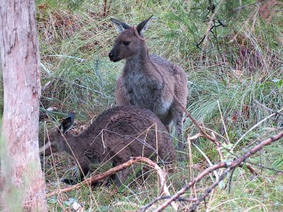 Kangaroos at Woorabinda