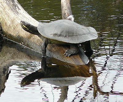 Tortoise at Woorabinda